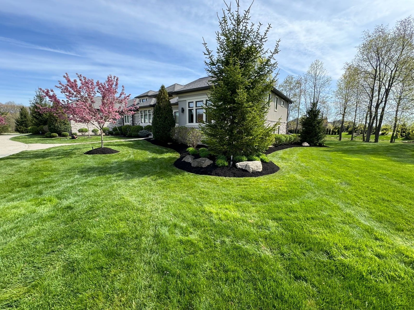 Lawn with cherry blossom tree and landscaped beds