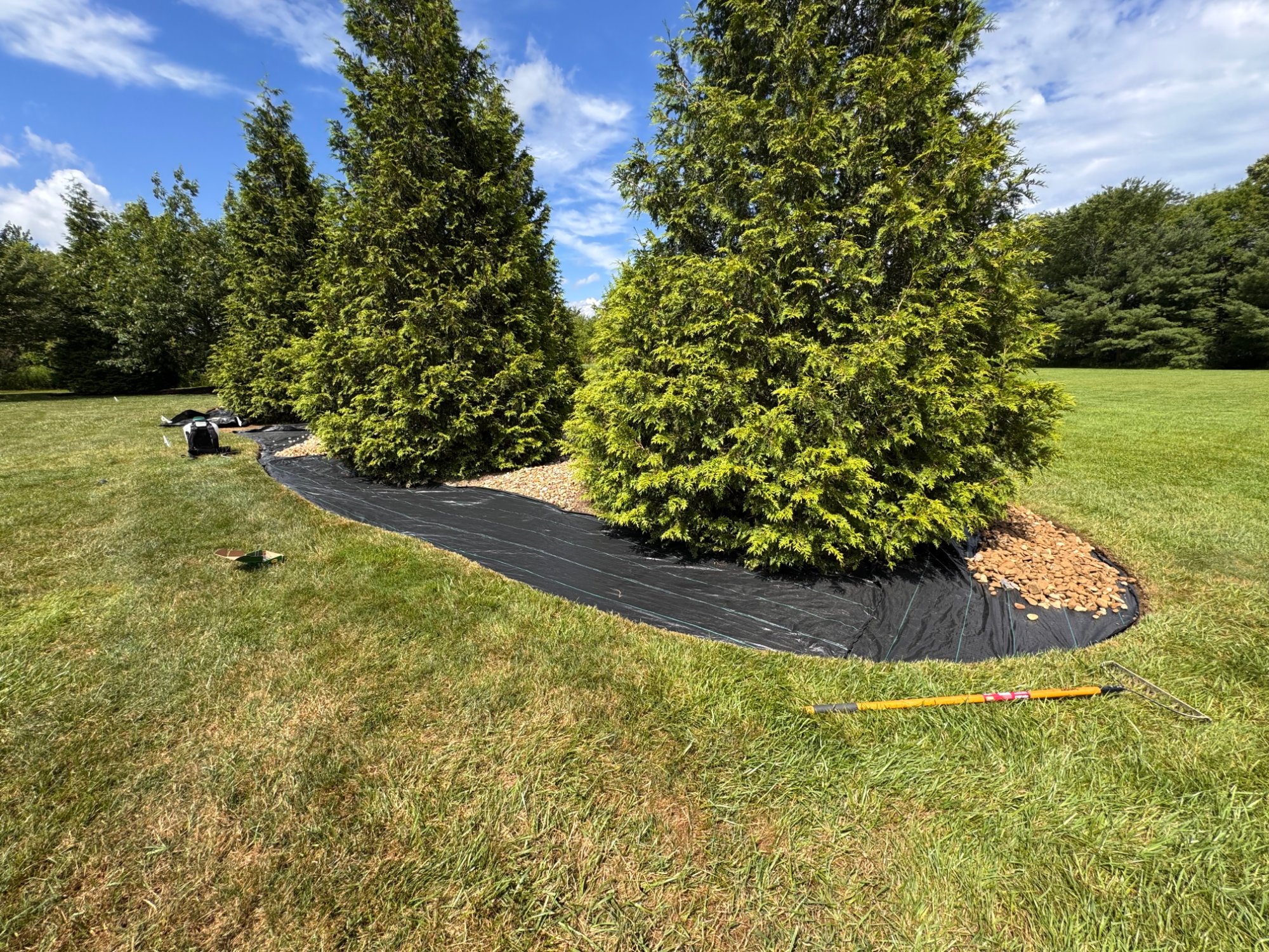 Conifer row planted in a fresh mulch bed